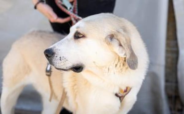 Lina sucht ihr Für-immer-Zuhause