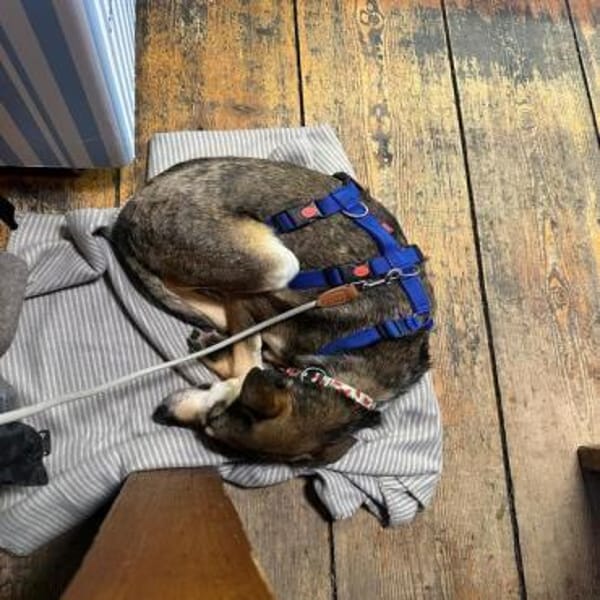 DESMO * feiner Begleiter für alle Fälle