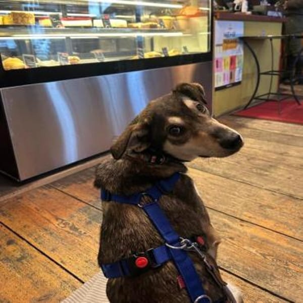 DESMO * feiner Begleiter für alle Fälle