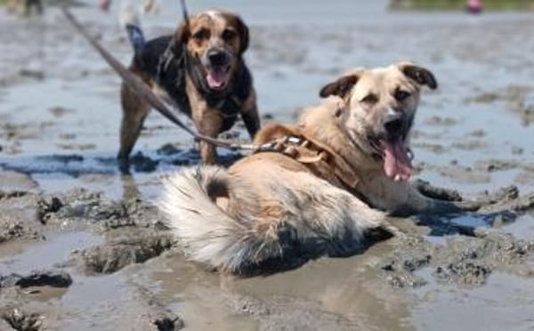 Gibst du Max eine Chance?