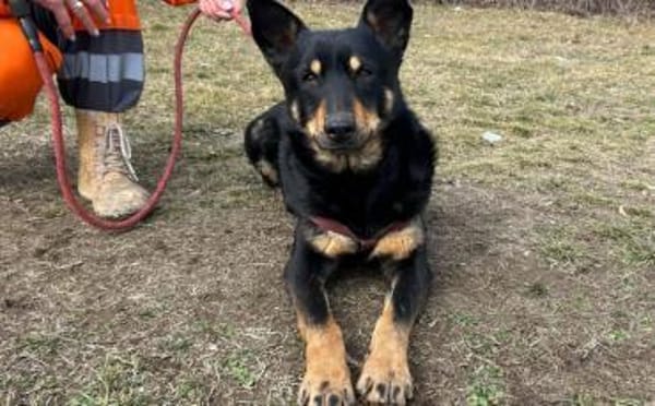 Sami sucht liebevolle Menschen