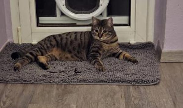 Mercy sucht ein liebevolles Zuhause