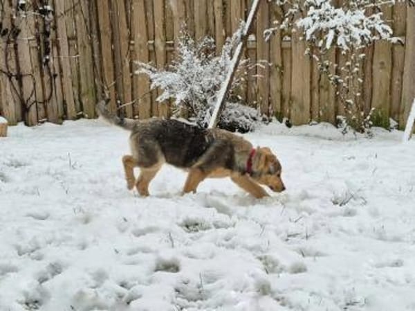 ILARI, zarte und sensible Hündin sucht