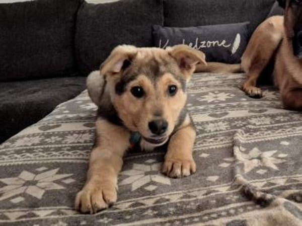 ILARI, zarte und sensible Hündin sucht