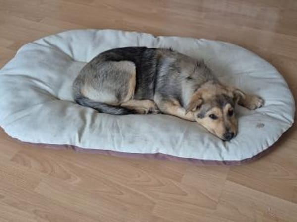 ILARI, zarte und sensible Hündin sucht