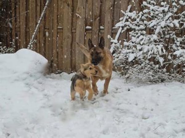 ILARI, zarte und sensible Hündin sucht