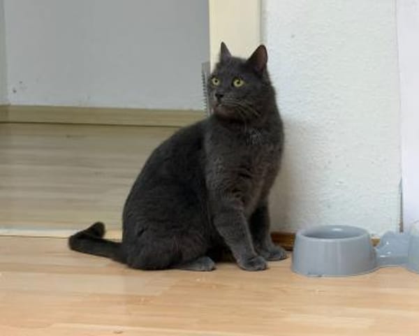 Wunderhübsche Carla 3,5 Jahre