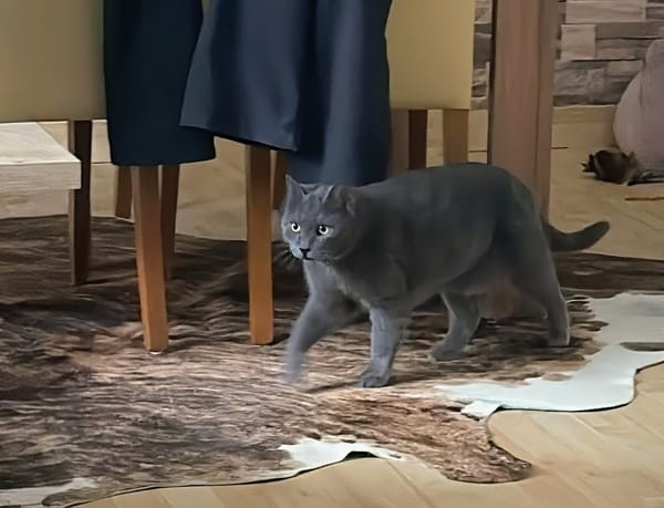 Wunderhübsche Carla 3,5 Jahre