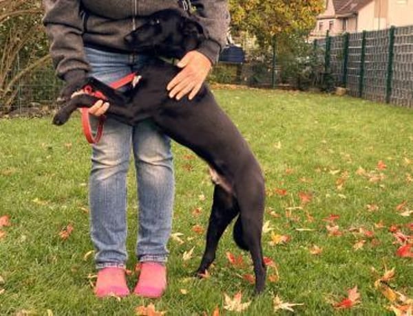 fröhlicher Junghund Parry (Tierschutz)