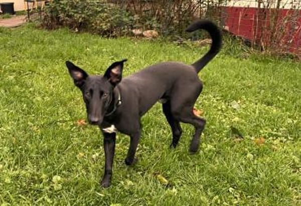 fröhlicher Junghund Parry (Tierschutz)