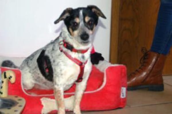 TY - aufgeschlossener&lieber Hundesenior