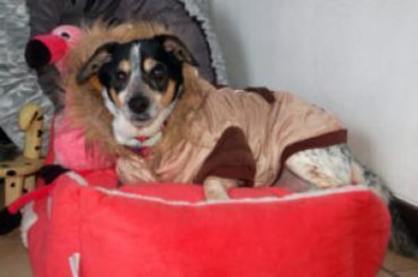 TY - aufgeschlossener&lieber Hundesenior