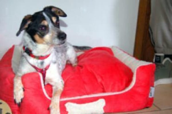 TY - aufgeschlossener&lieber Hundesenior