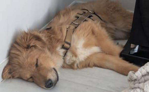 Neelo wartet schon auf dich