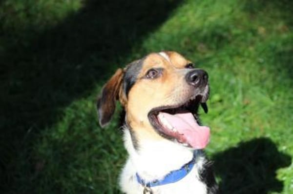 Boji sucht geduldige Besitzer