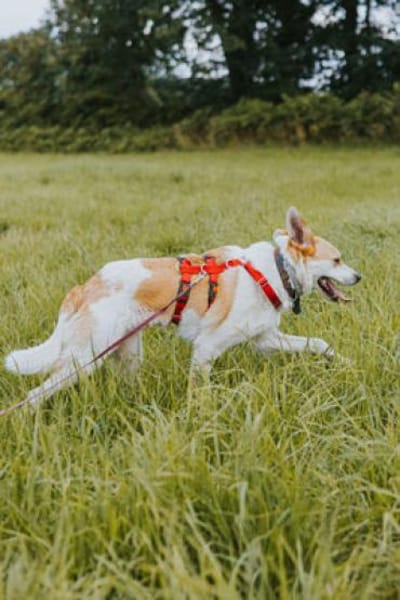 Cappy - Schlappohr sucht Dich