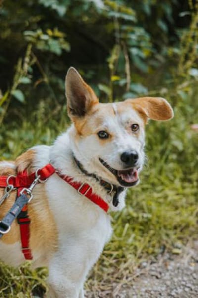Cappy - Schlappohr sucht Dich