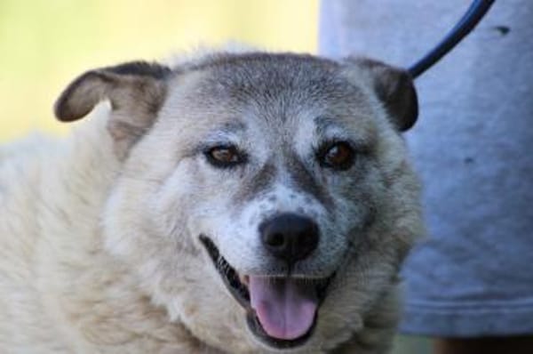 Gaiwan - kinderlieber Familienhund