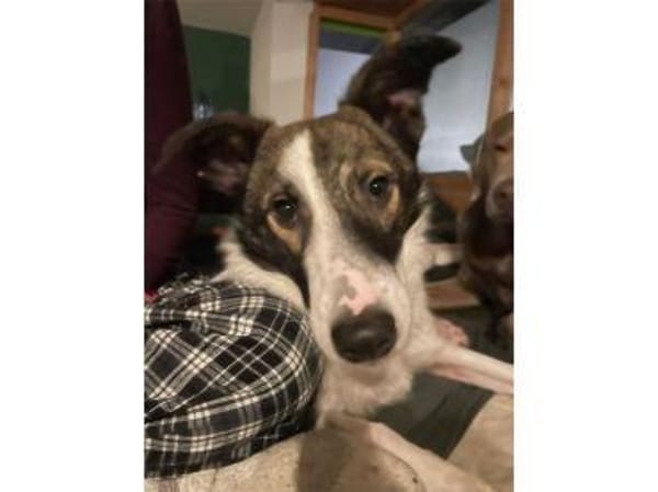 Valentin - wartet in 63679 Schotten