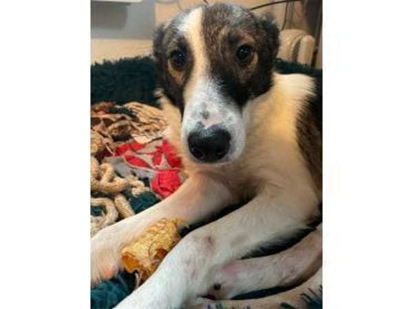 Valentin - wartet in 63679 Schotten