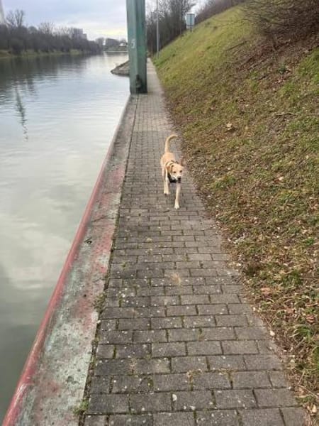 Archie 53859 Niederkassel +81541 München