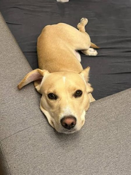 Archie 53859 Niederkassel +81541 München