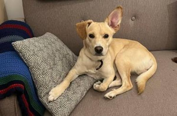 Archie 53859 Niederkassel +81541 München