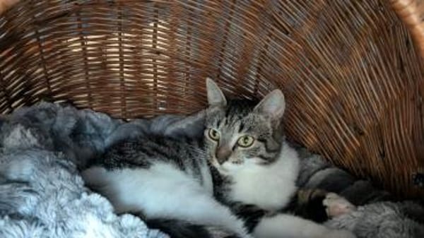 Connor sucht einen Kumpel zum Toben