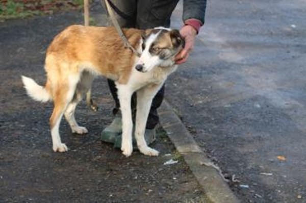 Jamie - kinderlieb u. verspielt