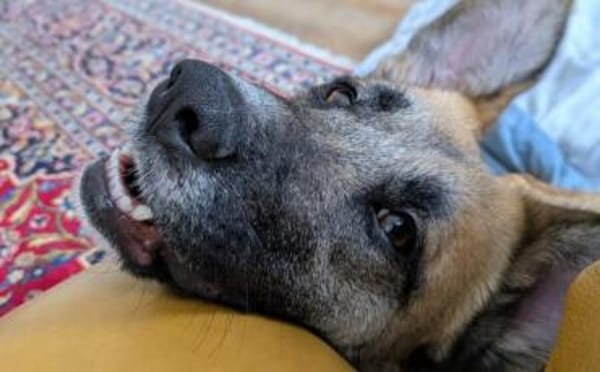 Sanfte Sandra sucht schützendes Zuhause