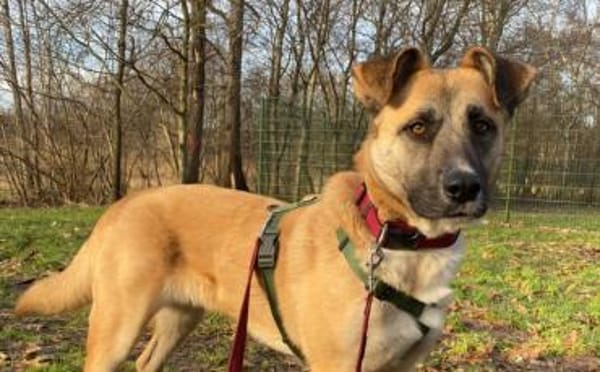 Sanfte Sandra sucht schützendes Zuhause