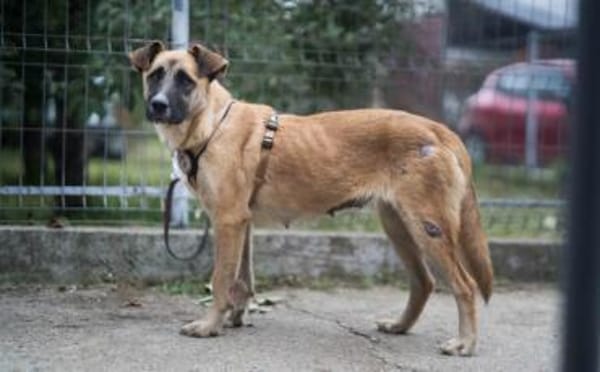 Sanfte Sandra sucht schützendes Zuhause