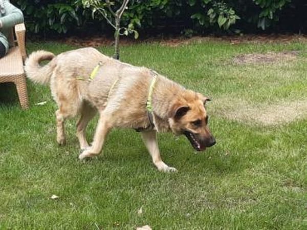 Hoppla hier kommt ALMA