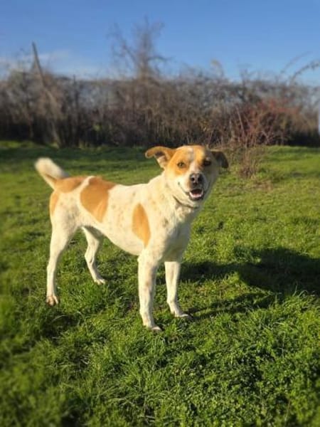 Ginger ein toller Begleiter