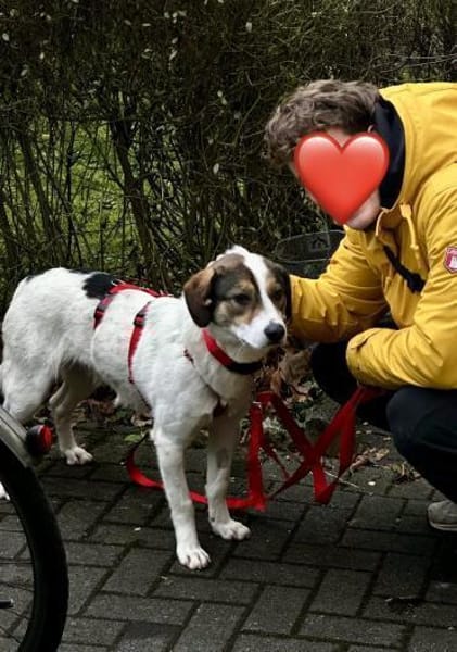 Jampa - süßer Junghund wartet in Köln