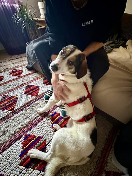 Jampa - süßer Junghund wartet in Köln