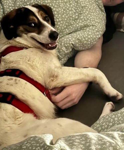 Jampa - süßer Junghund wartet in Köln