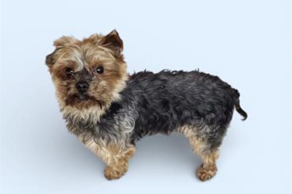 MICKY - kleiner Yorki sucht großes Glück