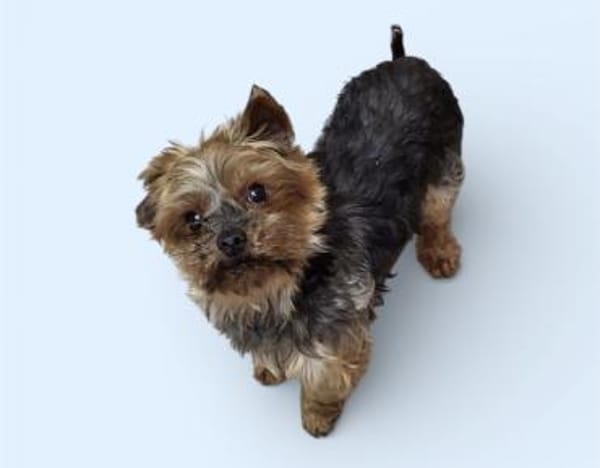 MICKY - kleiner Yorki sucht großes Glück