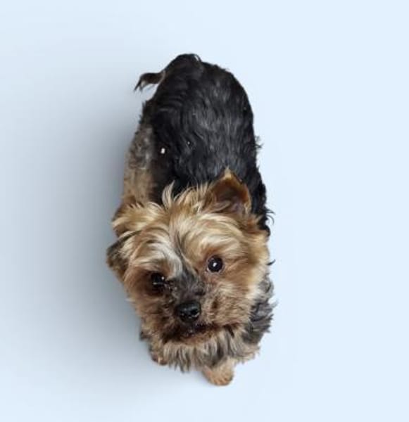 MICKY - kleiner Yorki sucht großes Glück