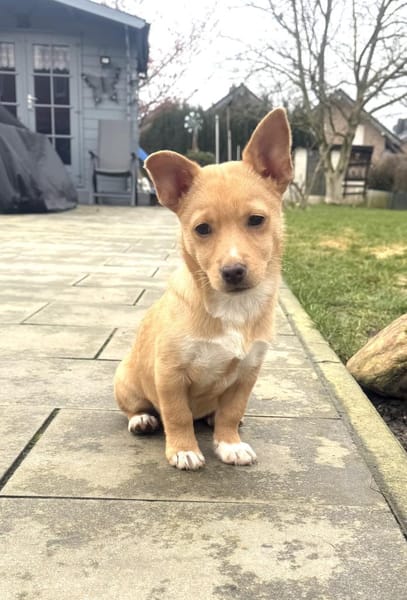 Toller kleiner Luka sucht Körbchen