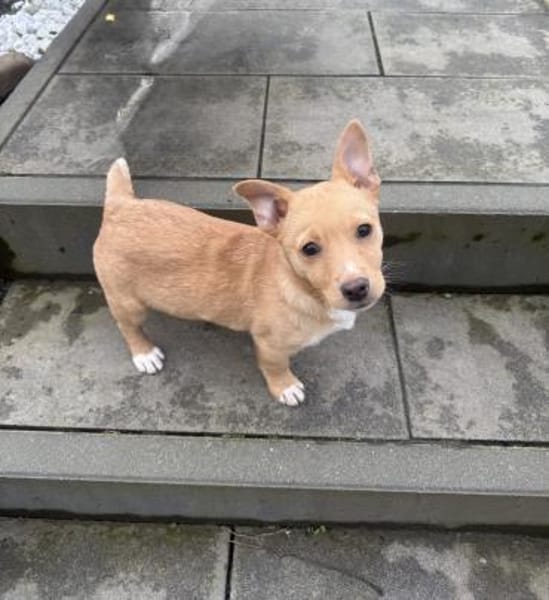 Toller kleiner Luka sucht Körbchen