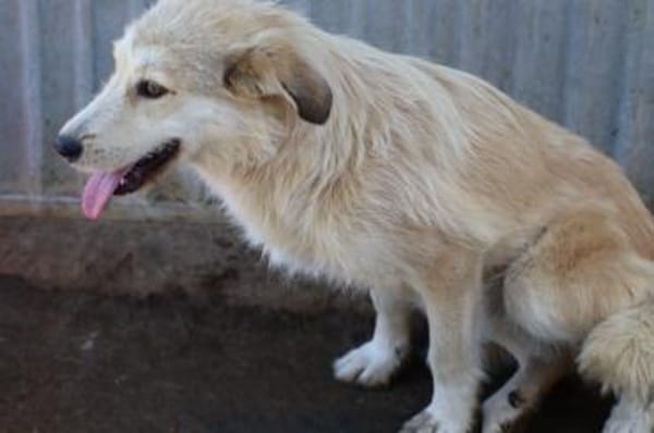 Aryan - aufgeweckt u. verträglich