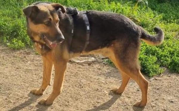 Traumhund Pluto sucht seine Familie
