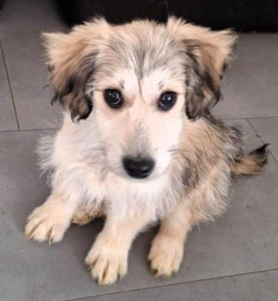 GLÖCKCHEN -rundum tolles Hundekind-