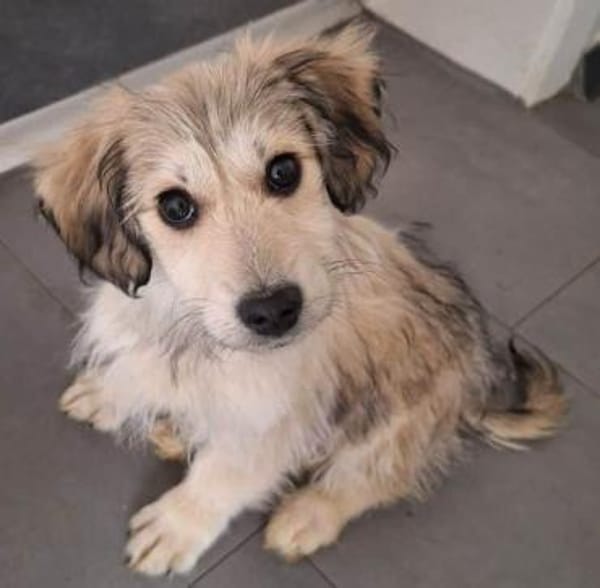 GLÖCKCHEN -rundum tolles Hundekind-