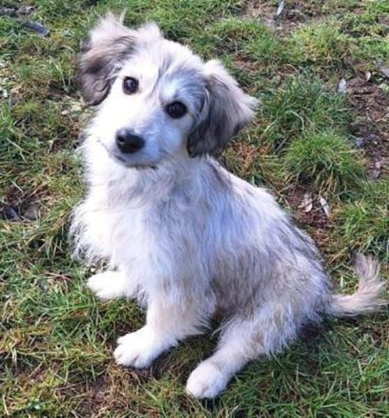 GLÖCKCHEN -rundum tolles Hundekind-