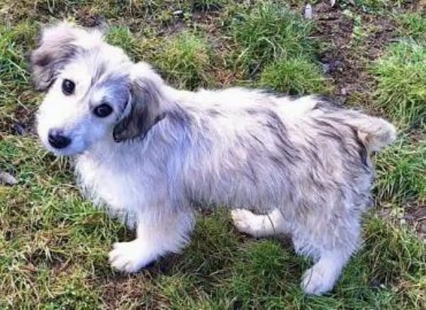 GLÖCKCHEN -rundum tolles Hundekind-