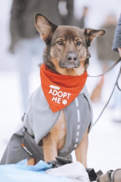 Lerne Nelli in 25474 Bönningstedt kennen