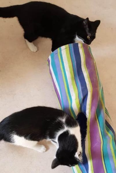 KARLCHEN & BUBI suchen ein Zuhause